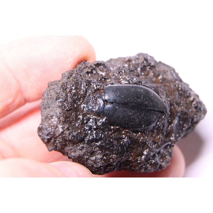 cybister explanatus - rancho la brea fmt - Californie, USA