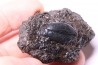 cybister explanatus - rancho la brea fmt - Californie, USA