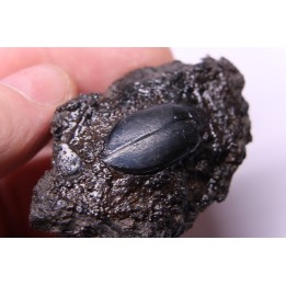 cybister explanatus - rancho la brea fmt - Californie, USA
