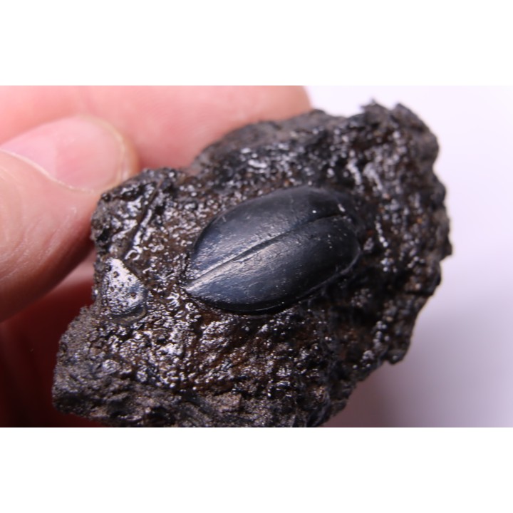cybister explanatus - rancho la brea fmt - Californie, USA