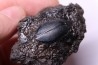 cybister explanatus - rancho la brea fmt - USA