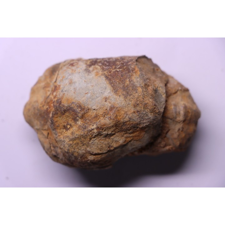Flexicalymene ouzregui - Katien sup. - Jbel Tiskaouine, MAROC