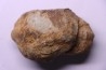 Flexicalymene ouzregui - Katien sup. - Jbel Tiskaouine, MAROC