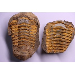 Flexicalymene ouzregui - Katien sup. - Jbel Tiskaouine, MAROC
