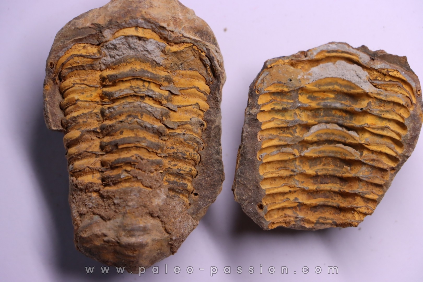 Flexicalymene ouzregui - Katian - ordovician - Jbel Tiskaouine, MOROCCO