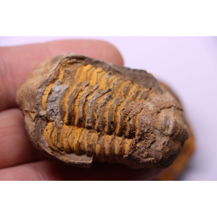 Flexicalymene ouzregui - Katian - ordovician - Jbel Tiskaouine, MOROCCO
