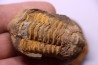 Flexicalymene ouzregui - Katian - ordovician - Jbel Tiskaouine, MOROCCO