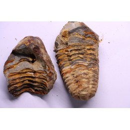 Flexicalymene ouzregui - Katien sup. - Jbel Tiskaouine, MAROC