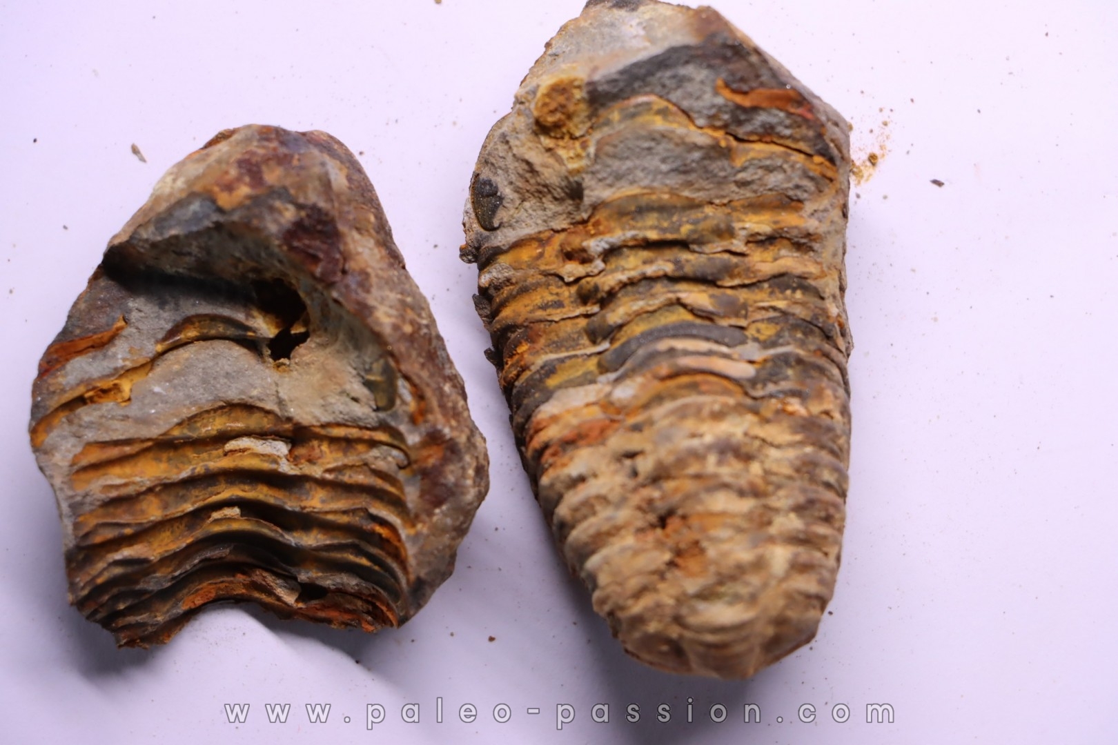 Flexicalymene ouzregui - Katian - ordovician - Jbel Tiskaouine, MOROCCO
