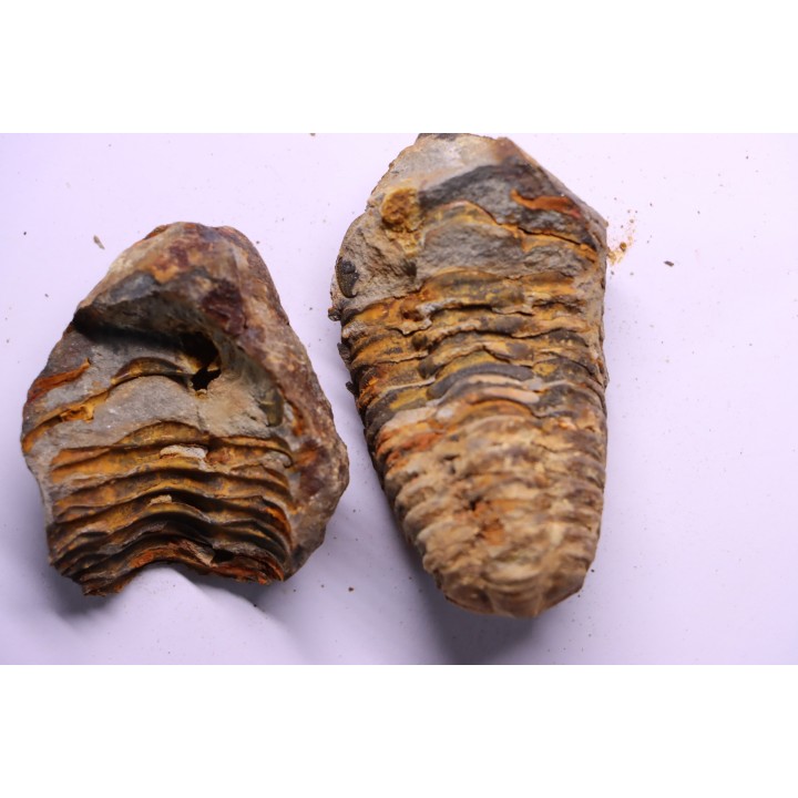Flexicalymene ouzregui - Katien sup. - Jbel Tiskaouine, MAROC