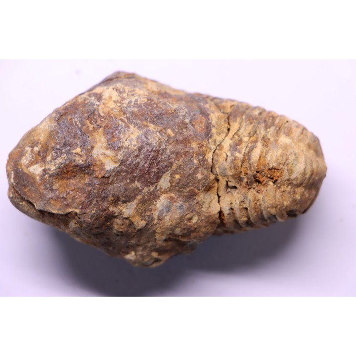 Flexicalymene ouzregui - Katien sup. - Jbel Tiskaouine, MAROC