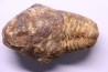 Flexicalymene ouzregui - Katian - ordovician - Jbel Tiskaouine, MOROCCO