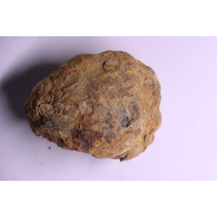 Flexicalymene ouzregui - Katien sup. - Jbel Tiskaouine, MAROC