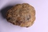 Flexicalymene ouzregui - Katien sup. - Jbel Tiskaouine, MAROC