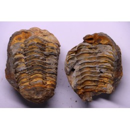 Flexicalymene ouzregui - Katien sup. - Jbel Tiskaouine, MAROC