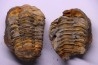 Flexicalymene ouzregui - Katien sup. - Jbel Tiskaouine, MAROC