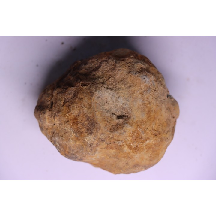 Flexicalymene ouzregui - Katien sup. - Jbel Tiskaouine, MAROC