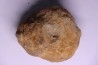 Flexicalymene ouzregui - Katien sup. - Jbel Tiskaouine, MAROC