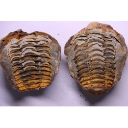 Flexicalymene ouzregui - Katian - ordovician - Jbel Tiskaouine, MOROCCO
