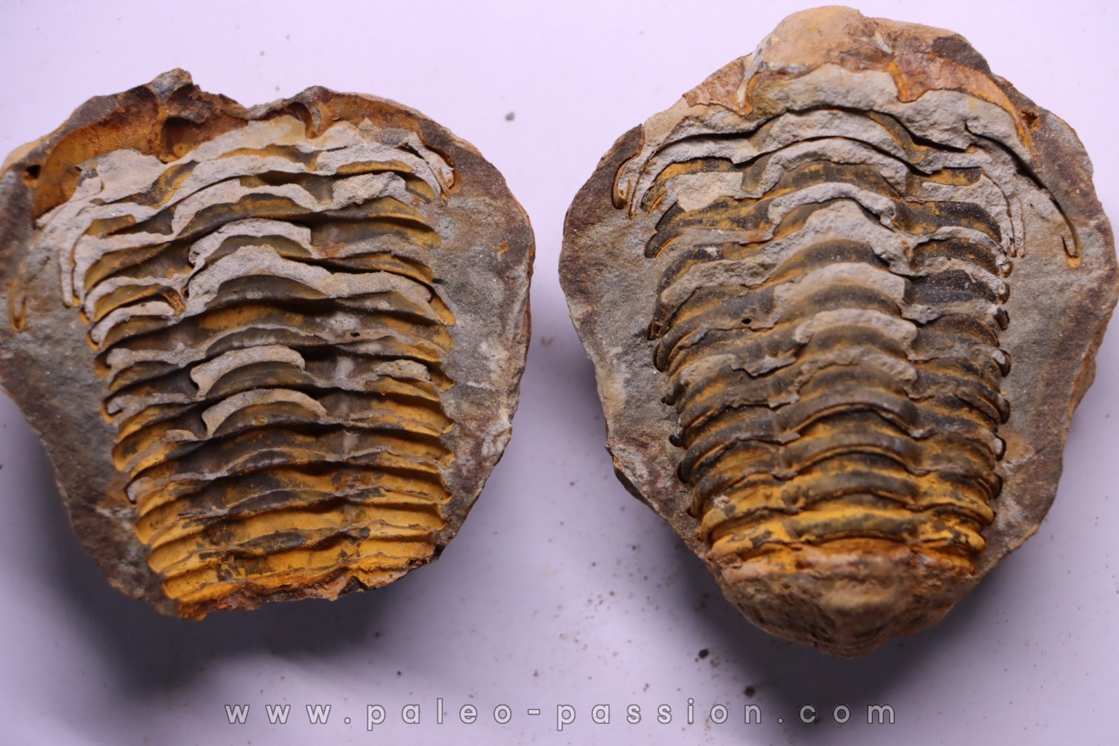 Flexicalymene ouzregui - Katian - ordovician - Jbel Tiskaouine, MOROCCO
