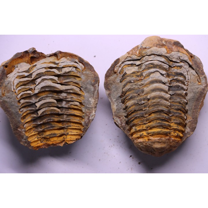 Flexicalymene ouzregui - Katien sup. - Jbel Tiskaouine, MAROC