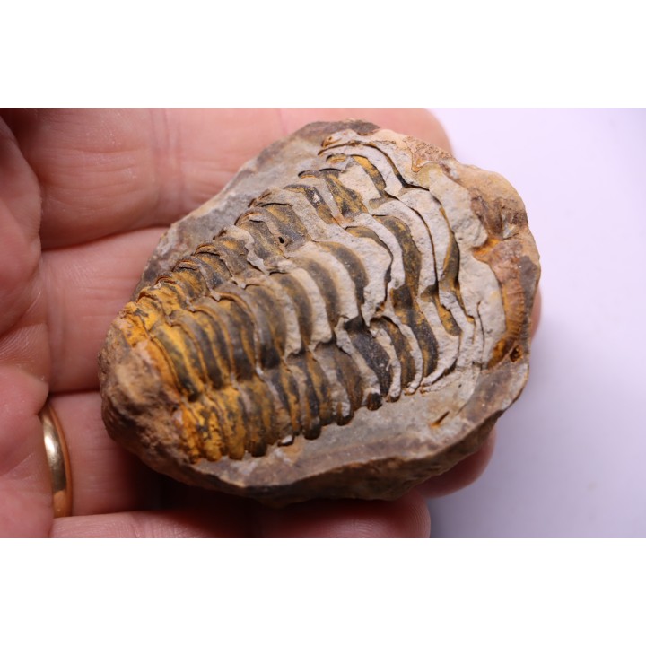 Flexicalymene ouzregui - Katian - ordovician - Jbel Tiskaouine, MOROCCO
