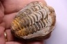 Flexicalymene ouzregui - Katian - ordovician - Jbel Tiskaouine, MOROCCO