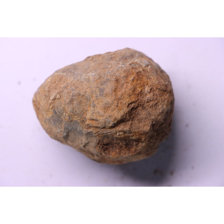 Flexicalymene ouzregui - Katien sup. - Jbel Tiskaouine, MAROC
