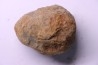 Flexicalymene ouzregui - Katien sup. - Jbel Tiskaouine, MAROC