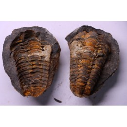 Flexicalymene ouzregui - Katien sup. - Jbel Tiskaouine, MAROC