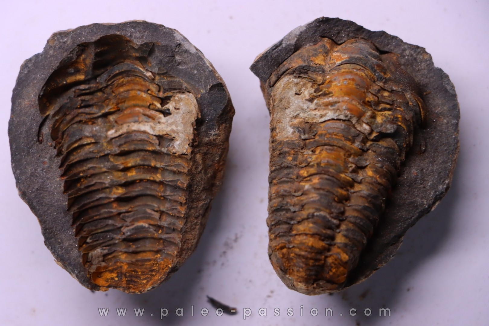 Flexicalymene ouzregui - Katian - ordovician - Jbel Tiskaouine, MOROCCO