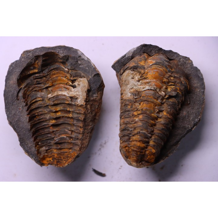 Flexicalymene ouzregui - Katien sup. - Jbel Tiskaouine, MAROC