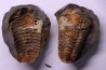 Flexicalymene ouzregui - Katien sup. - Jbel Tiskaouine, MAROC