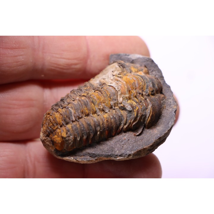 Flexicalymene ouzregui - Katien sup. - Jbel Tiskaouine, MAROC
