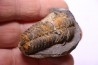 Flexicalymene ouzregui - Katien sup. - Jbel Tiskaouine, MAROC
