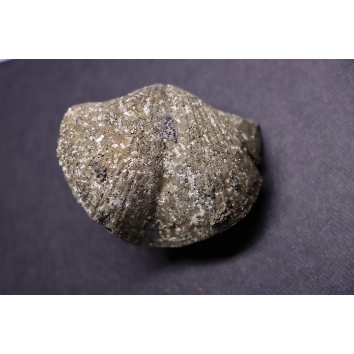 PARASPIRIFER BOWNOCKERI // middle Devonian // Silica formation // LUCAS Co, OHIO, USA