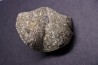 BRACHIOPODE PARASPIRIFER BOWNOCKERI - Dévonien moyen - Silica formation - LUCAS Co, OHIO, USA