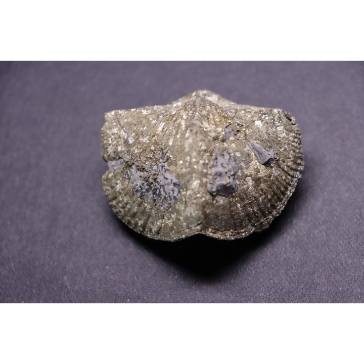 PARASPIRIFER BOWNOCKERI // middle Devonian // Silica formation // LUCAS Co, OHIO, USA