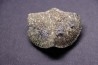 BRACHIOPODE PARASPIRIFER BOWNOCKERI - Dévonien moyen - Silica formation - LUCAS Co, OHIO, USA