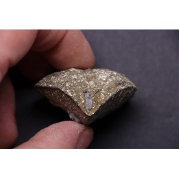 BRACHIOPODE PARASPIRIFER BOWNOCKERI - Dévonien moyen - Silica formation - LUCAS Co, OHIO, USA