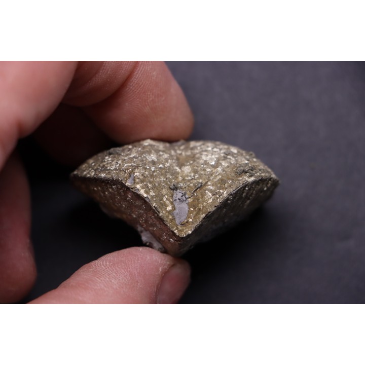 BRACHIOPODE PARASPIRIFER BOWNOCKERI - Dévonien moyen - Silica formation - LUCAS Co, OHIO, USA