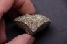BRACHIOPODE PARASPIRIFER BOWNOCKERI - Dévonien moyen - Silica formation - LUCAS Co, OHIO, USA
