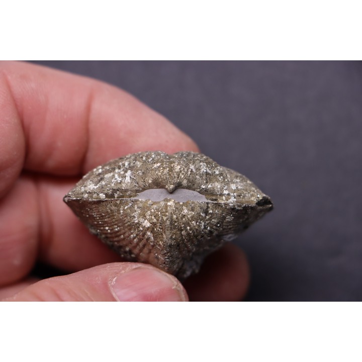 PARASPIRIFER BOWNOCKERI // middle Devonian // Silica formation // LUCAS Co, OHIO, USA