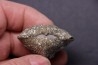 PARASPIRIFER BOWNOCKERI // middle Devonian // Silica formation // LUCAS Co, OHIO, USA