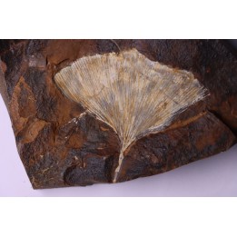 GINKGO ADIANTOIDES - Paleocene - Sentinel Butte Fmt - Morton County, North Dakota - USA