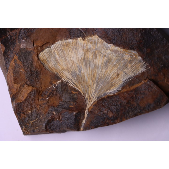 GINKGO ADIANTOIDES - Paleocene - Sentinel Butte Fmt - Morton County, North Dakota - USA