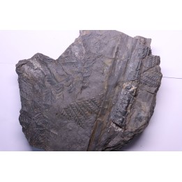 Fougère:  PECOPTERIS POLYMORPHA - Stephanian (carbonifere)  Graissesac, 34, FRANCE
