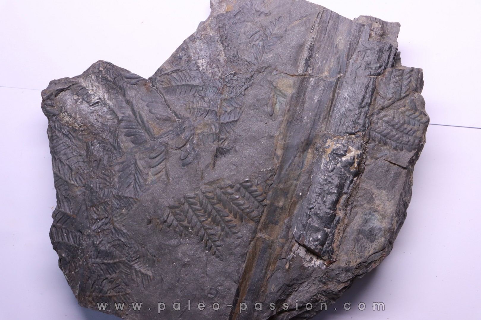 Fougère: PECOPTERIS POLYMORPHA - Stephanian (carbonifere) Graissesac, 34, FRANCE