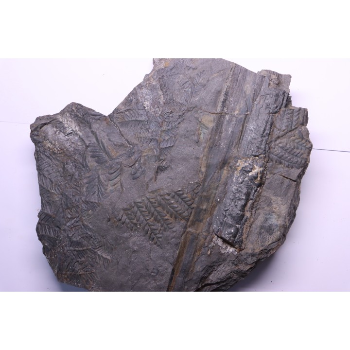 Fougère:  PECOPTERIS POLYMORPHA  Stephanian (carboniferous)  Graissesac, 34, FRANCE