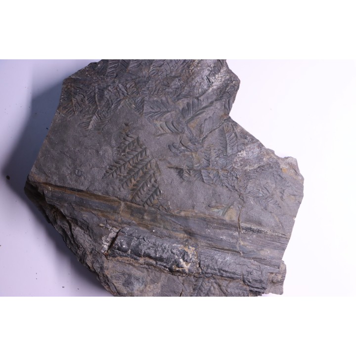Fougère:  PECOPTERIS POLYMORPHA - Stephanian (carbonifere)  Graissesac, 34, FRANCE